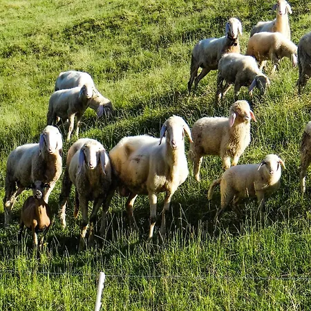 Blick Hohen Salve Apartmán Hopfgarten im Brixental